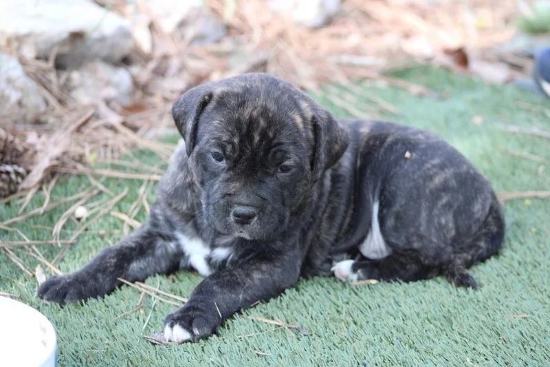 Buchon  Japan Litter