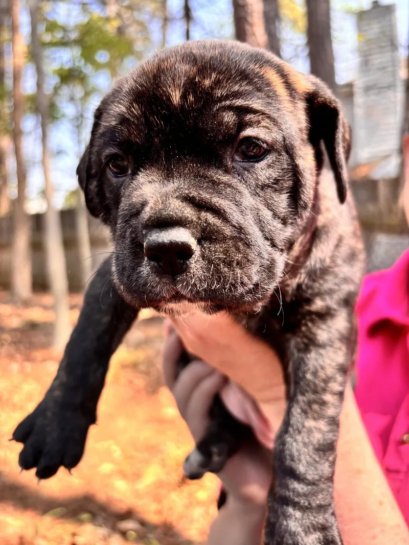 Buchon  Japan Litter thumbnail 2