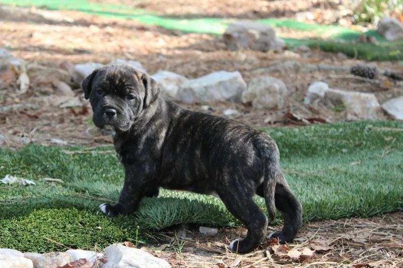 Buchon  Japan Litter thumbnail 3