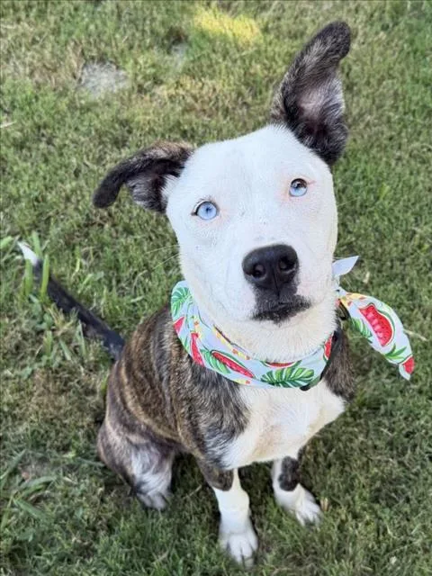 A young medium-sized male Pit Bull Terrier dog named Hannibal for adoption in Tulsa, OK