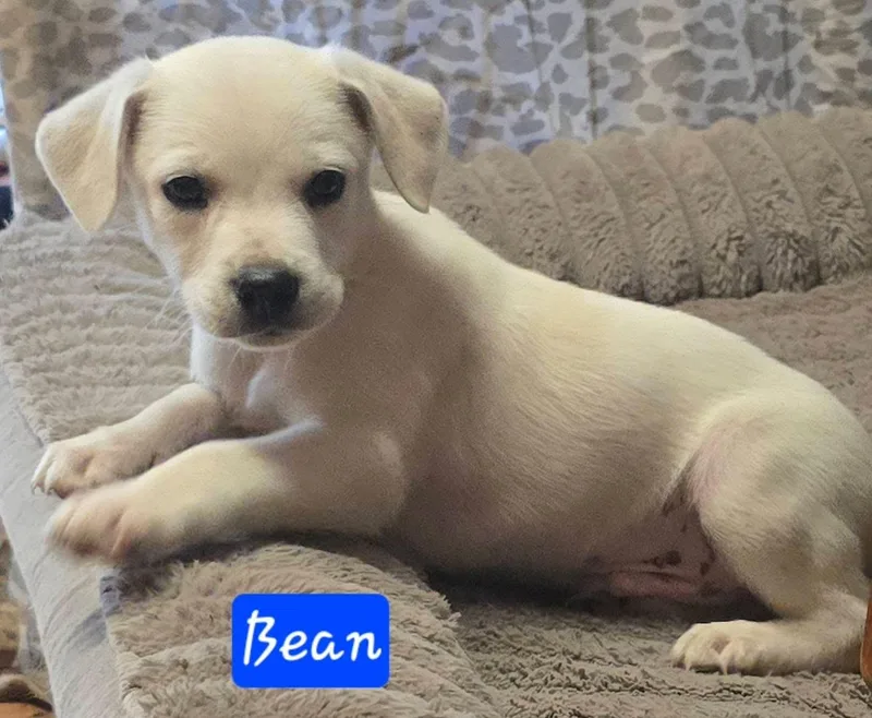 Bean thumbnail 2