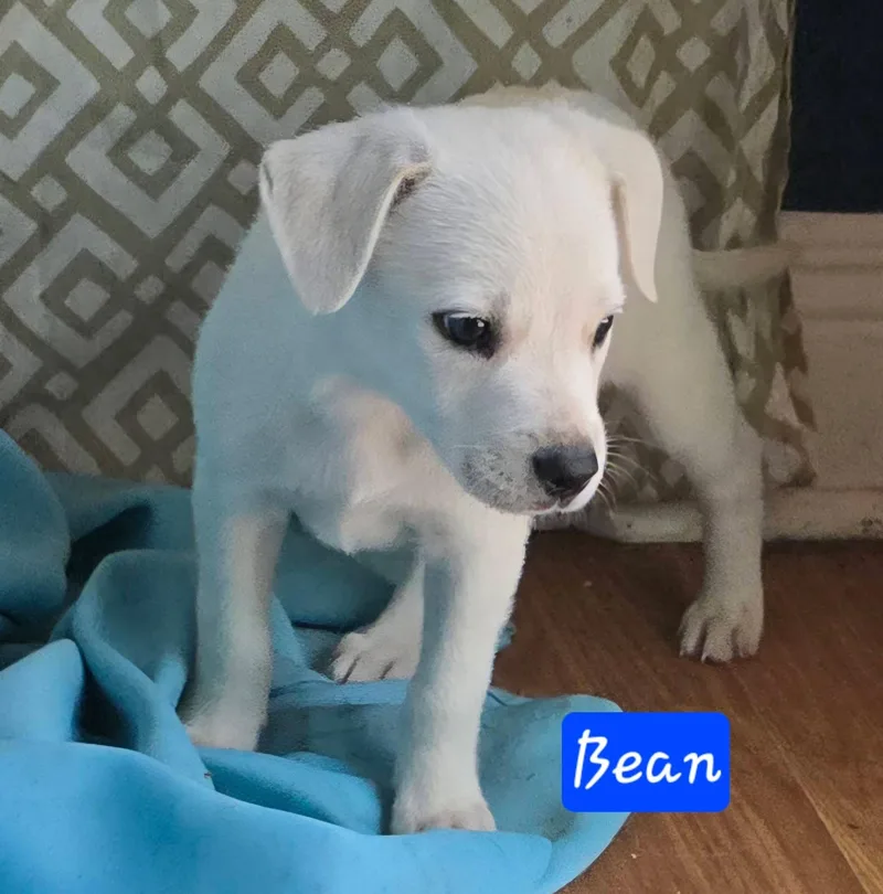 Bean thumbnail 3