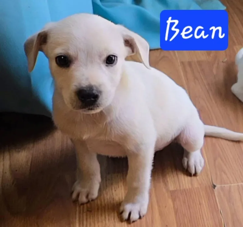 Bean thumbnail 4