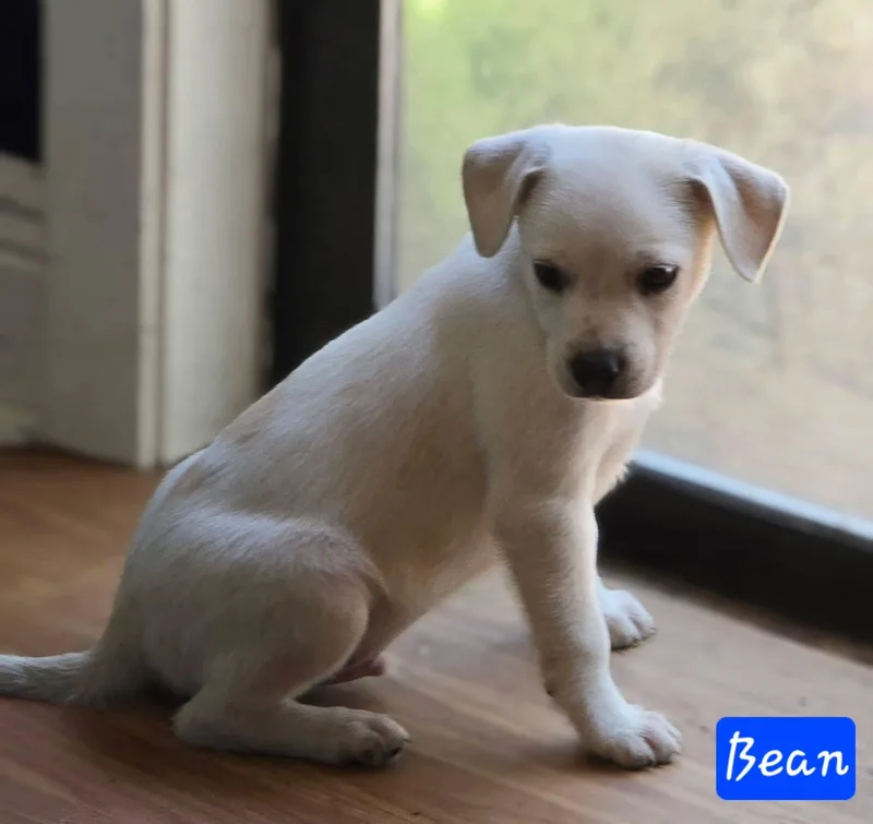 Bean thumbnail 5