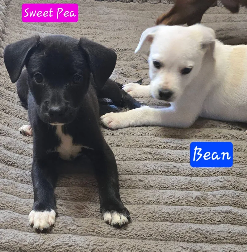 Bean thumbnail 6