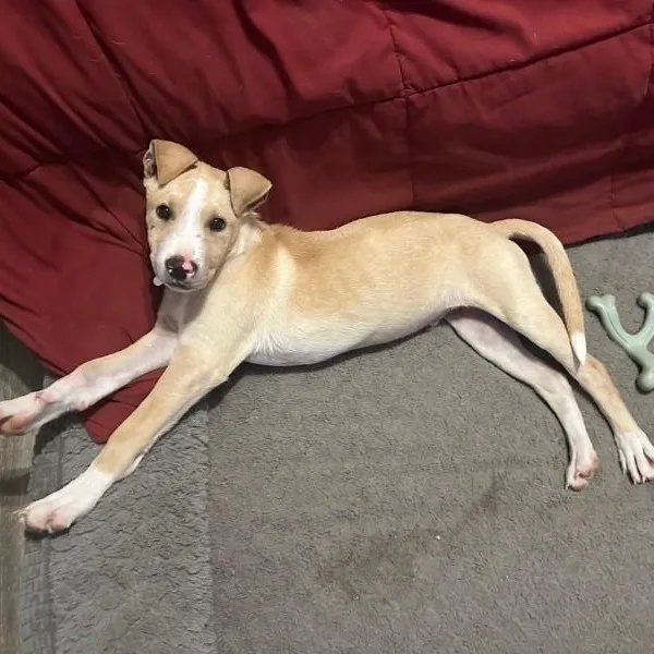 A young medium-sized male White / Cream American Staffordshire Terrier dog named Pecos for adoption in Houston, TX
