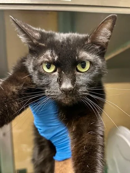 An adult medium-sized female Black Domestic Short Hair cat named Halestrom for adoption in Wichita, KS