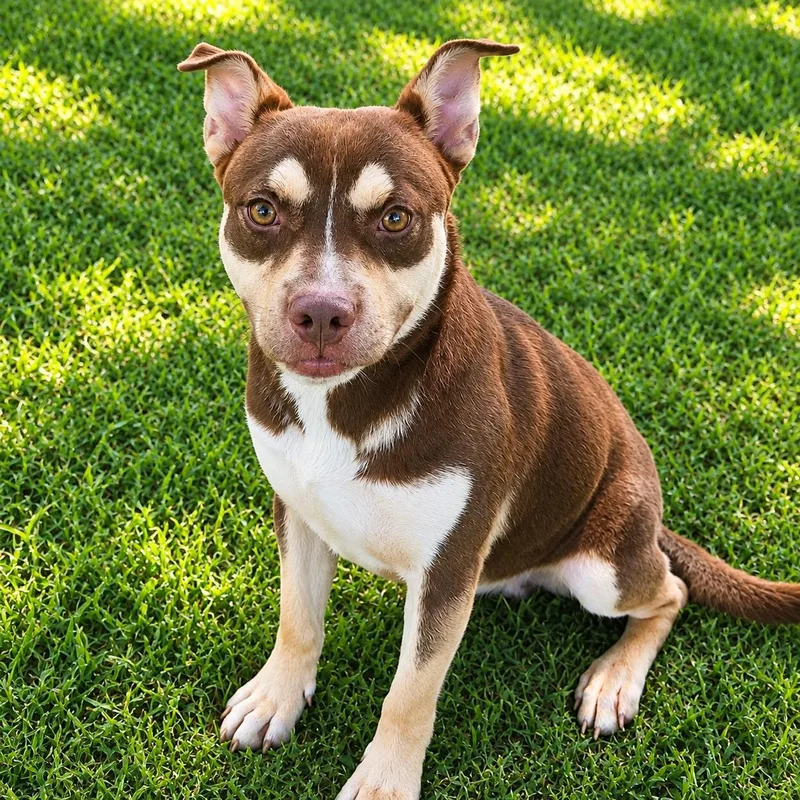 An adult medium-sized male Yellow / Tan / Blond / Fawn American Staffordshire Terrier dog named Harold for adoption in Houston, TX