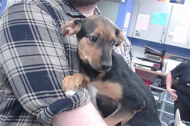 A baby small-sized female Australian Cattle Dog / Blue Heeler dog named Sallys Baby for adoption in Omaha, NE