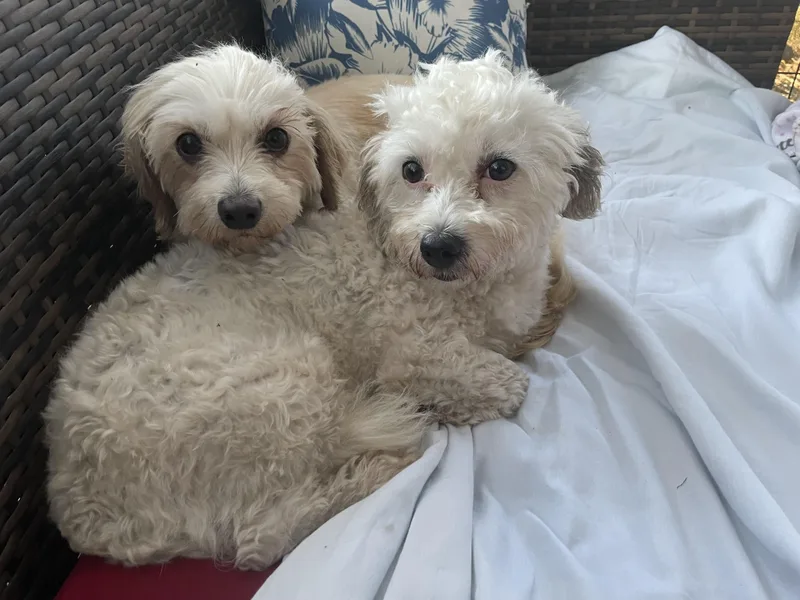 An adult small-sized female White / Cream Bichon Frise dog named Clara for adoption in Mt Pleasant, SC
