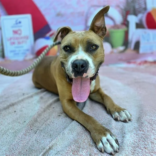 An adult large-sized female Pit Bull Terrier dog named Dolly for adoption in Long Beach, CA