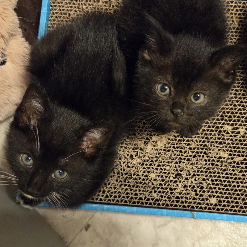 A baby small-sized female Domestic Short Hair cat named Coconut for adoption in Baltimore, MD