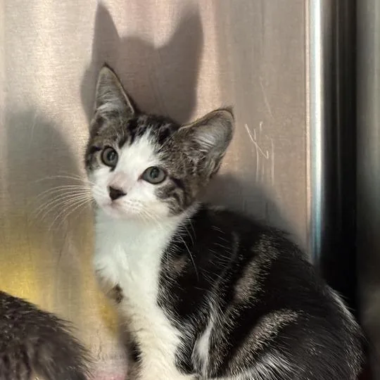 A baby small-sized male Brown / Chocolate Domestic Short Hair cat named Tigger for adoption in Davenport, IA