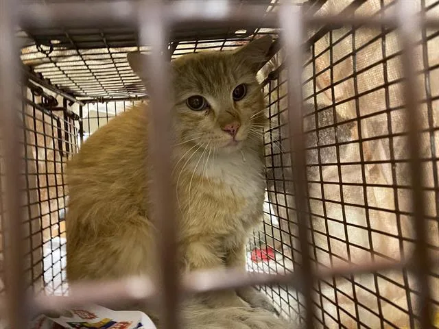 A young large-sized male Domestic Long Hair cat named A for adoption in Modesto, CA