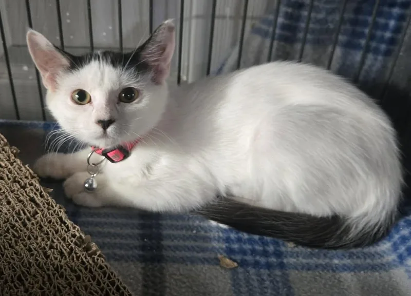 Dutchess thumbnail 2