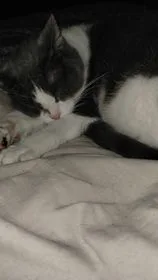Charlie thumbnail 2