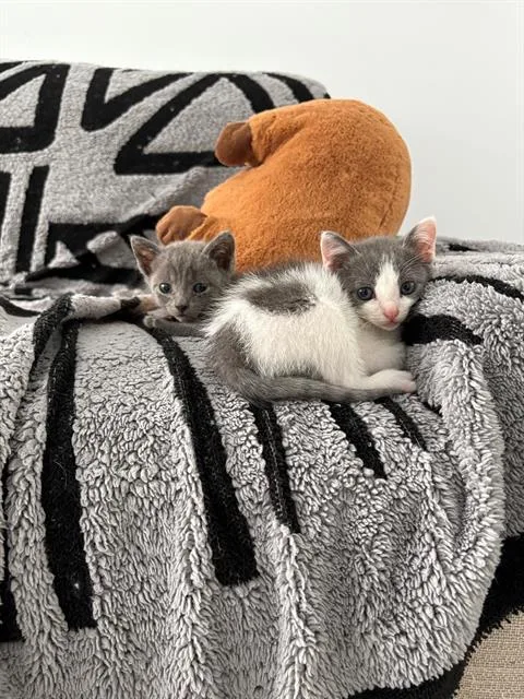 A baby small-sized female Domestic Short Hair cat named Mama for adoption in Tustin, CA