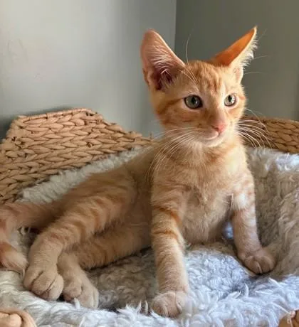A baby small-sized male Orange / Red Domestic Short Hair cat named Screwdriver for adoption in Kansas City, MO