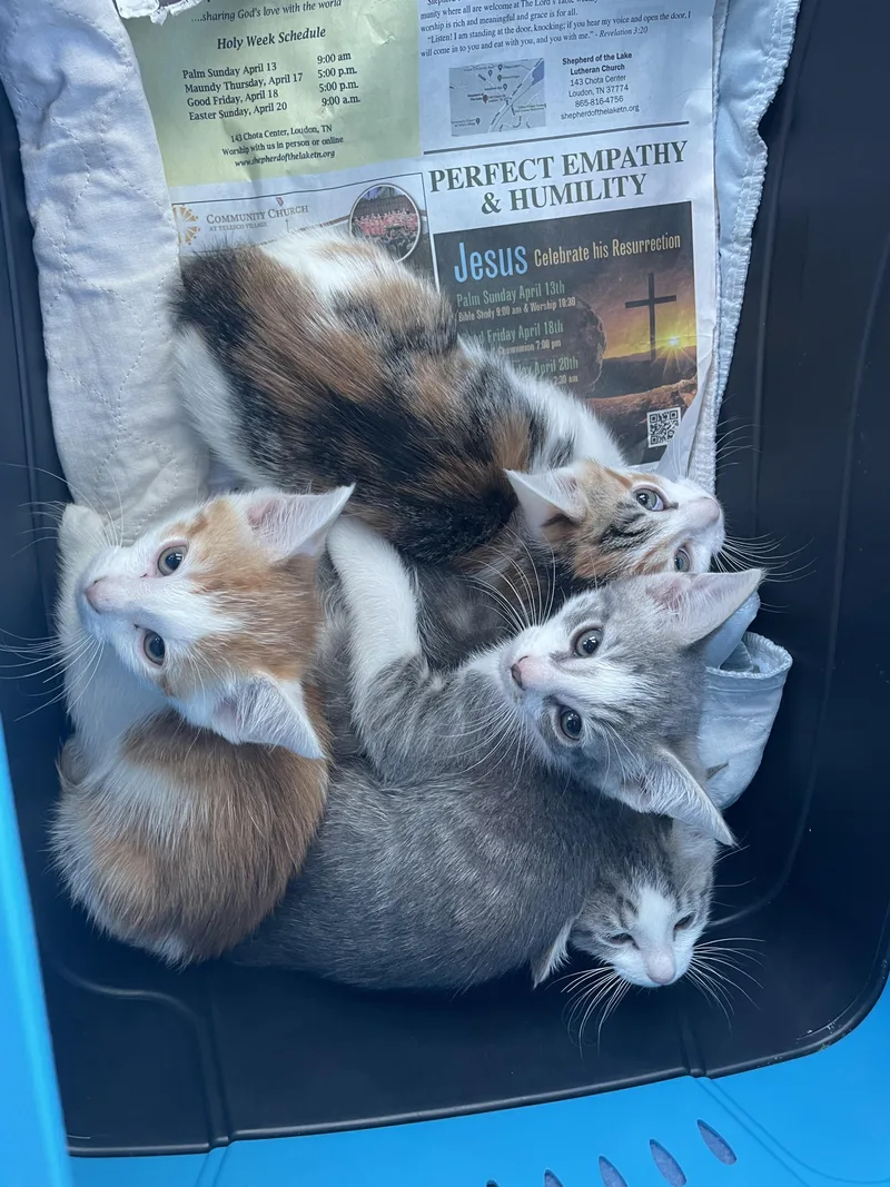 A baby small-sized female Domestic Short Hair cat named Mel for adoption in Knoxville, TN