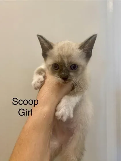 Scoop