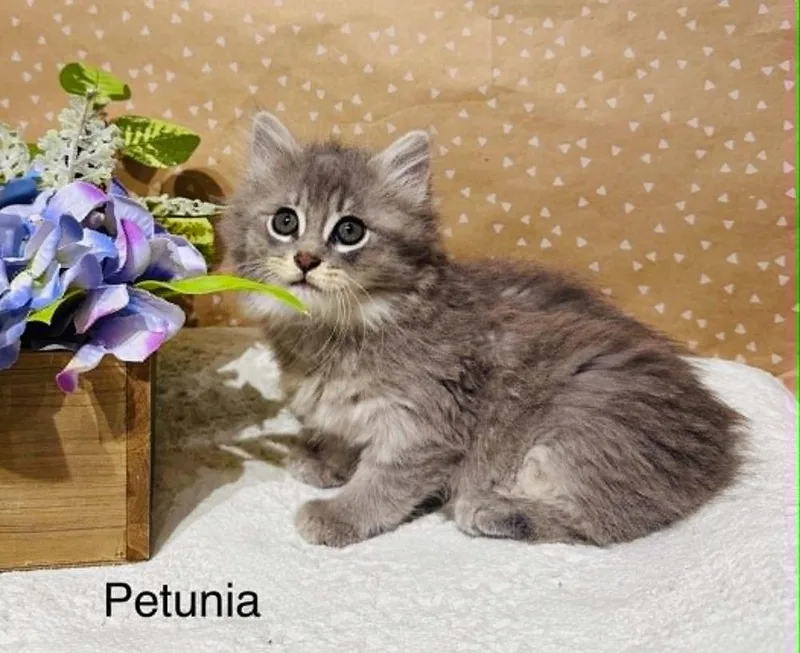 A baby small-sized female Domestic Long Hair cat named Petunia for adoption in Groveland, MA
