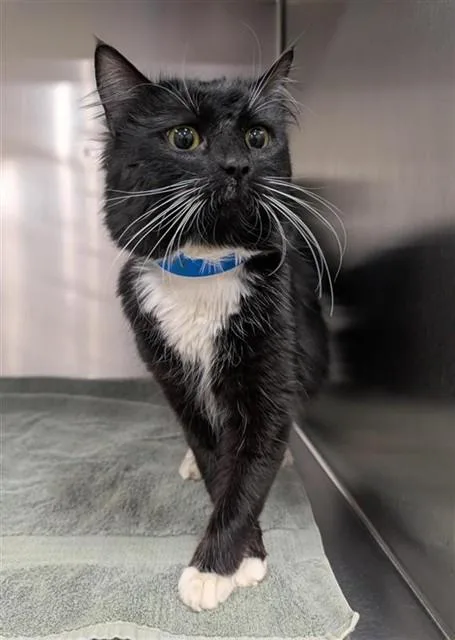A young medium-sized male Domestic Medium Hair cat named Louie for adoption in Upper Marlboro, MD