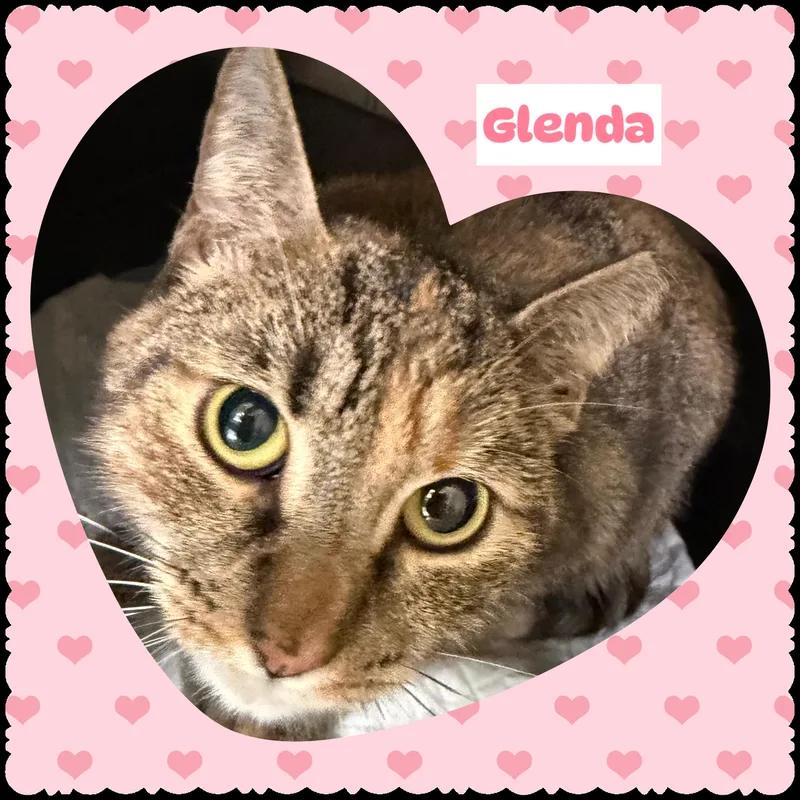 Glenda thumbnail 3