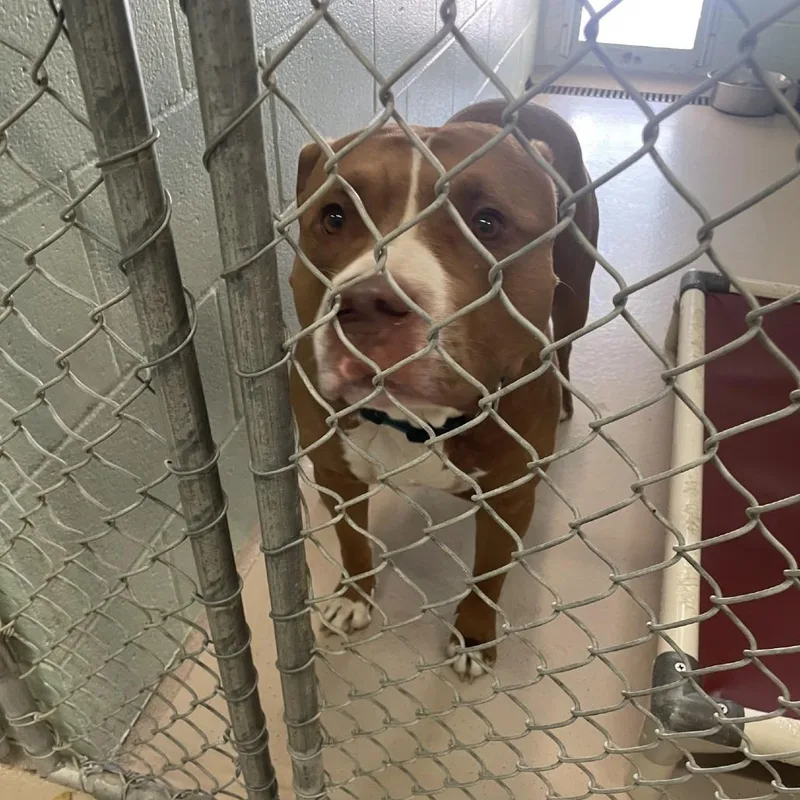 An adult large-sized male Yellow / Tan / Blond / Fawn Pit Bull Terrier dog named Beamer for adoption in Newark, NJ