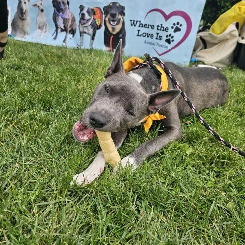 A young medium-sized male Gray / Blue / Silver Mixed Breed dog named Ash for adoption in Hamden, CT