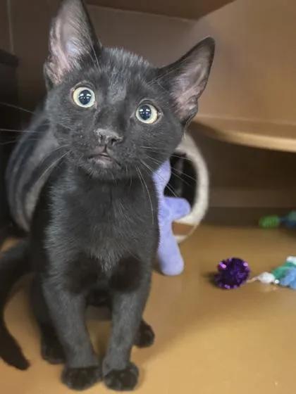 A baby small-sized male Domestic Short Hair cat named Buster $ for adoption in Seneca, SC