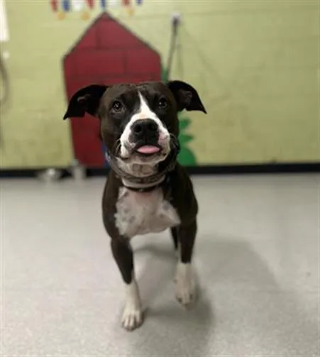 An adult medium-sized male Pit Bull Terrier dog named Noctis for adoption in Indianapolis, IN