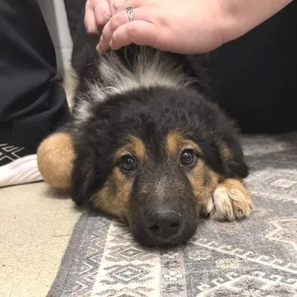 A baby small-sized male Black Great Pyrenees dog named Mozart for adoption in Marshall, VA
