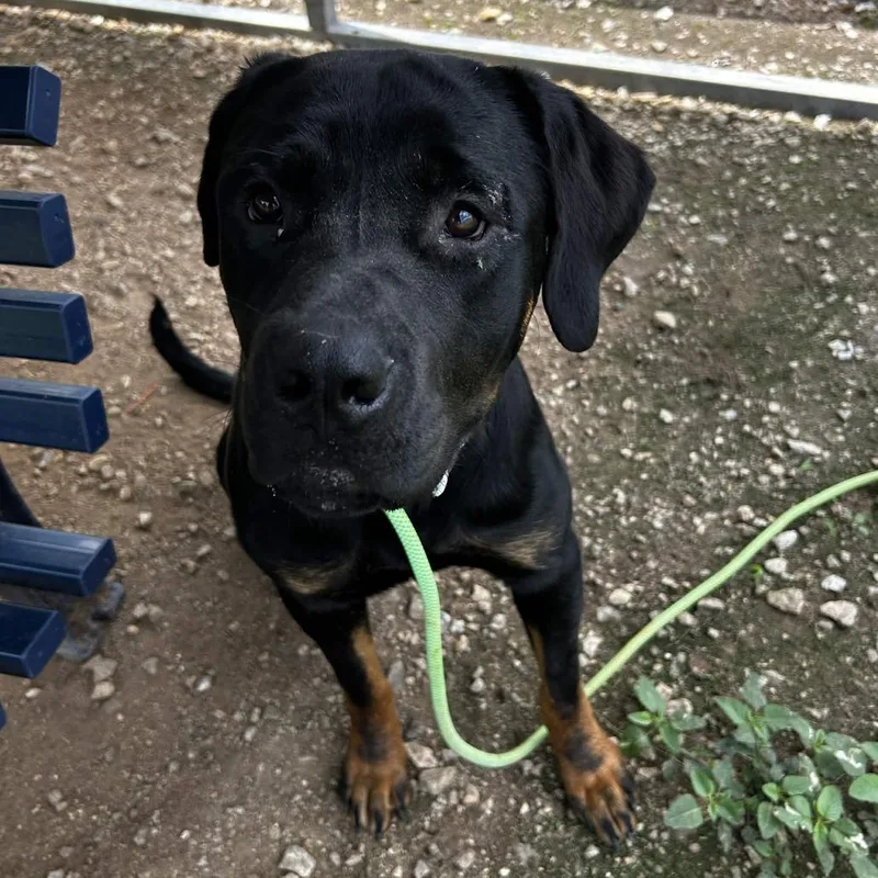 An adult large-sized male Black Rottweiler dog named Stallone for adoption in Greenville, SC