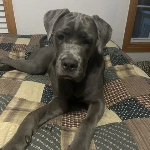 A young extra large-sized female Gray / Blue / Silver Mastiff dog named Molly Malone for adoption in Austin, TX