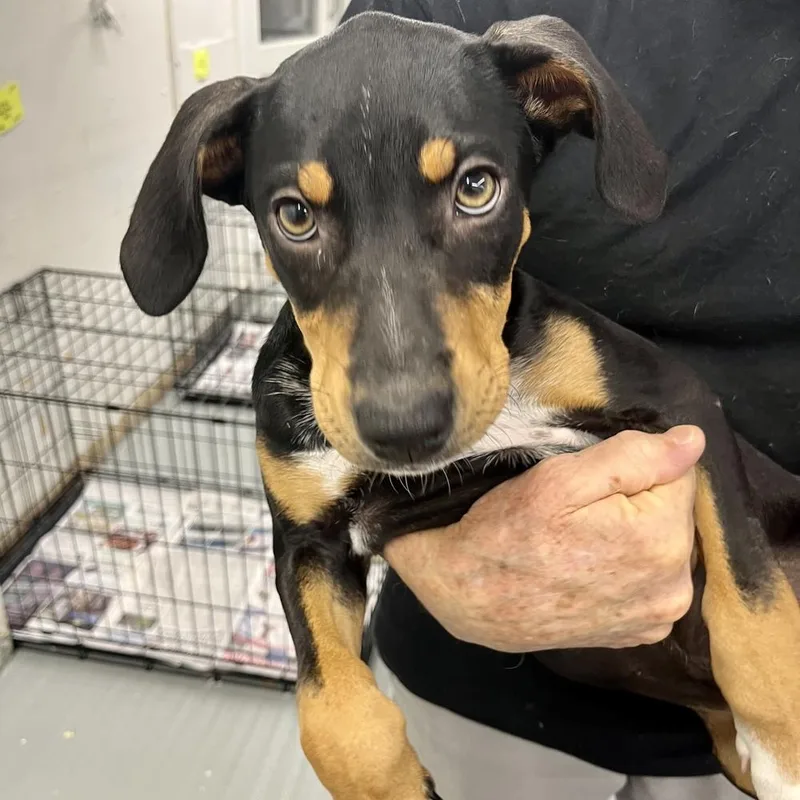 A baby medium-sized female Mixed Breed dog named Dottie for adoption in Groveland, MA