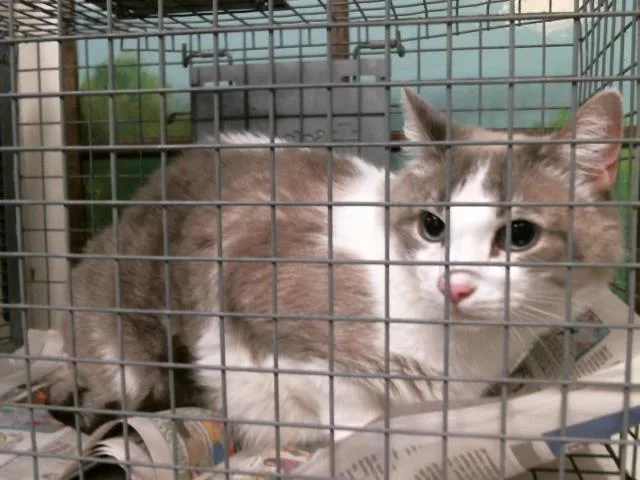 An adult medium-sized female Domestic Medium Hair cat named Cece for adoption in Houston, TX
