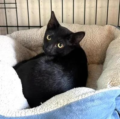 A baby small-sized female Black Domestic Short Hair cat named Nimbi for adoption in New York, NY