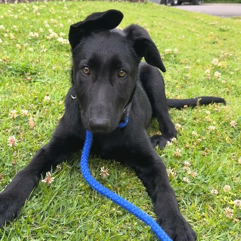 A baby medium-sized male Black Shepherd dog named Hugh for adoption in Birmingham, AL