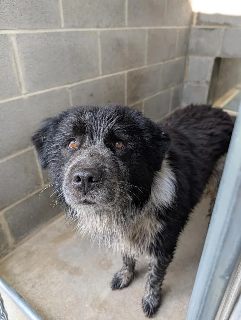 An adult medium-sized male Mixed Breed dog named Romeo for adoption in Shelbyville, TN
