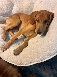 A baby large-sized female Yellow / Tan / Blond / Fawn Labrador Retriever dog named Lisa for adoption in Warrington, PA