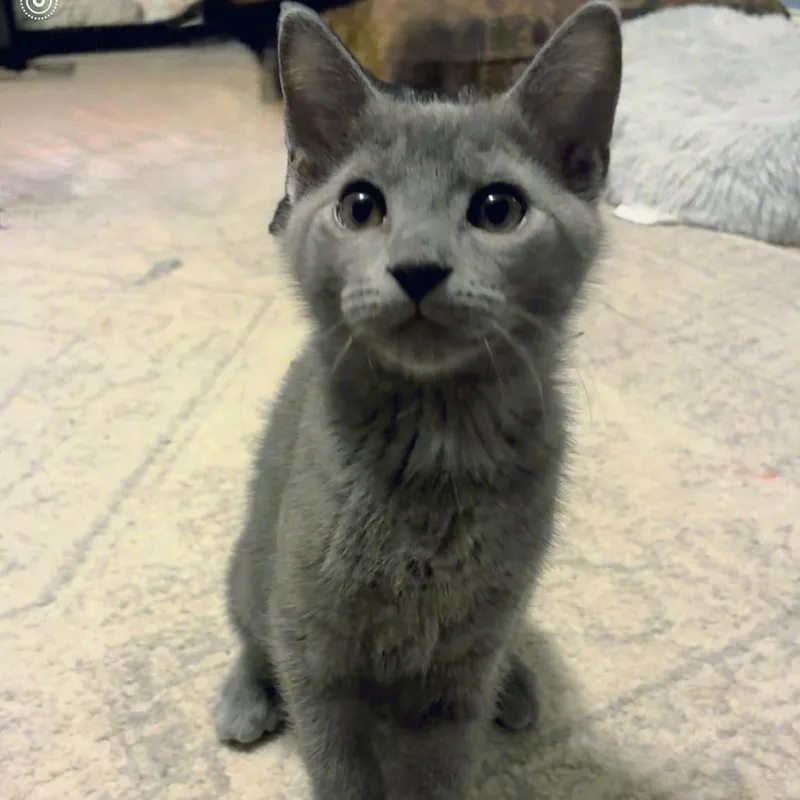 A baby small-sized male Gray / Blue / Silver Domestic Short Hair cat named Dipper for adoption in Brownsboro, AL