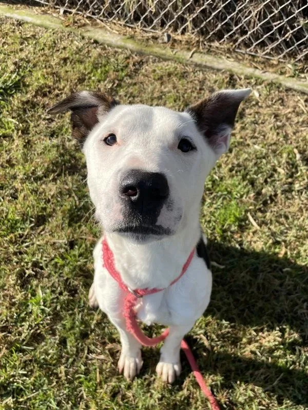 A young medium-sized male Bull Terrier dog named Gabe for adoption in Kennewick, WA