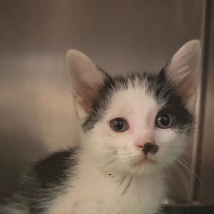 A baby small-sized male Black Domestic Short Hair cat named Gargoyle for adoption in Bristol, IN