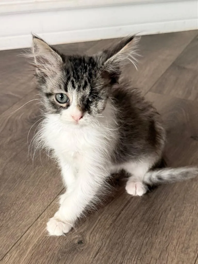 A baby medium-sized female Domestic Short Hair cat named Vail for adoption in San Antonio, TX