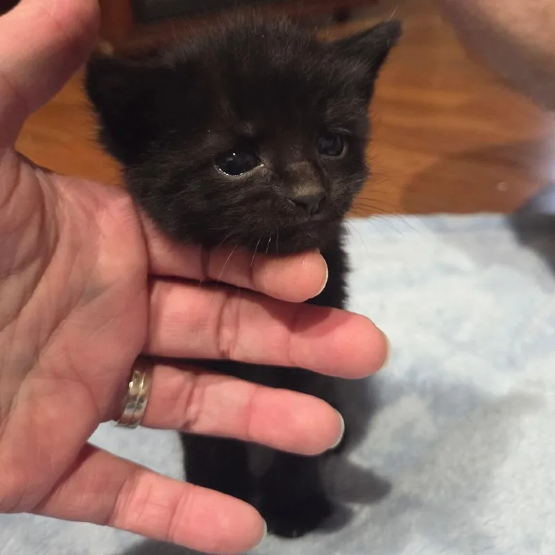A baby small-sized male Black Domestic Short Hair cat named River for adoption in Bel Air, MD