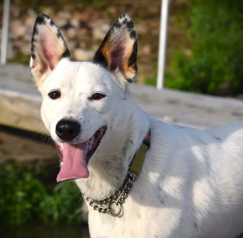 A young medium-sized male White / Cream Border Collie dog named TIP softieuncomplicated for adoption in Rockport, IN