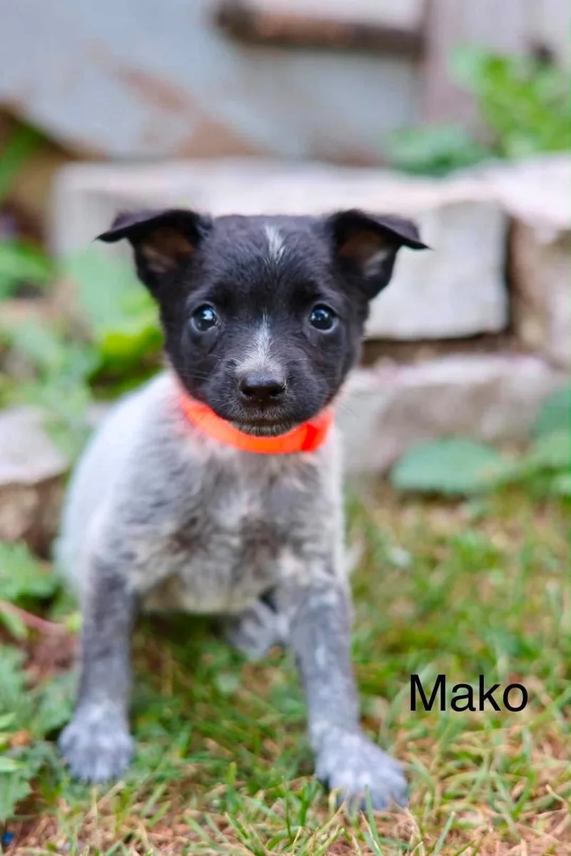 A baby medium-sized male Australian Cattle Dog / Blue Heeler dog named Mako for adoption in Duluth, MN