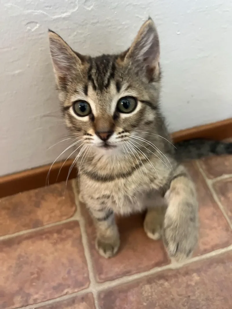 A baby small-sized male Tabby (Brown / Chocolate) Domestic Short Hair cat named Scout for adoption in Hollister, CA