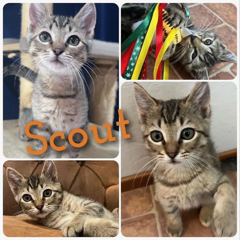 Scout thumbnail 3