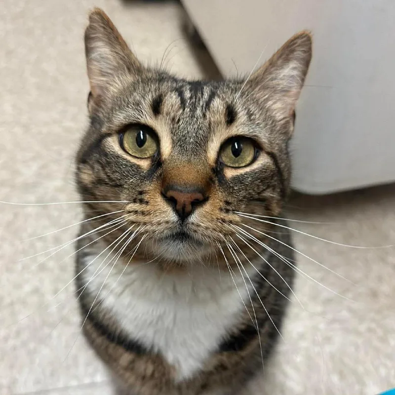 An adult small-sized male Brown / Chocolate Domestic Short Hair cat named Mica for adoption in Brevard, NC